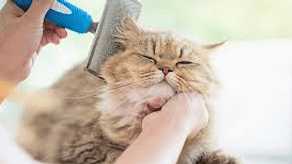 CUIDADOS Y BIENESTAR