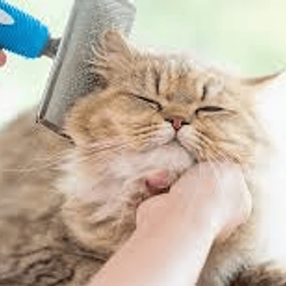 CUIDADOS Y BIENESTAR