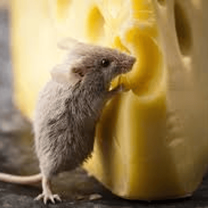 ALIMENTACIÓN ROEDORES