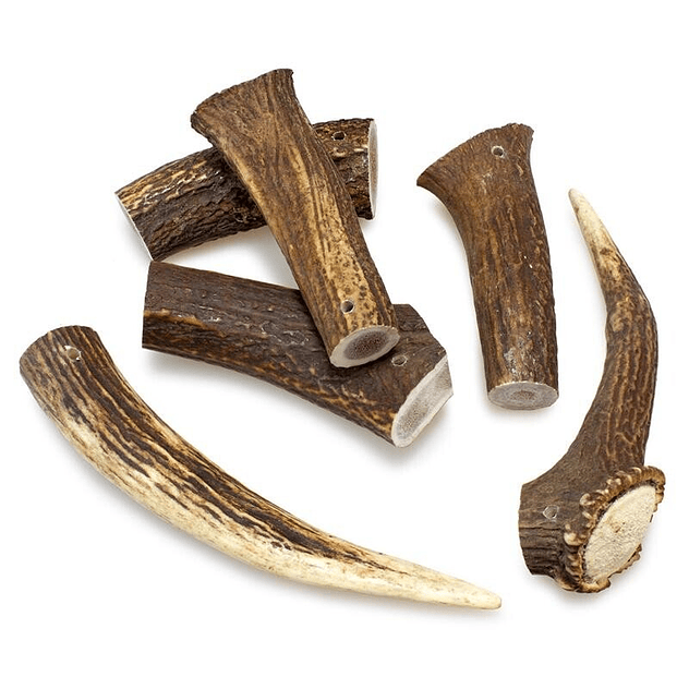 Arquivet Asta de ciervo 3