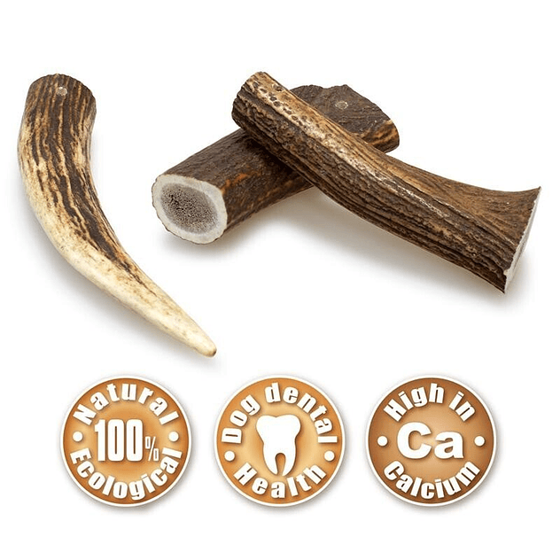 Arquivet Asta de ciervo 2