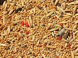 ALIMENTACIÓN PÁJAROS