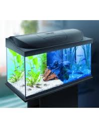 PECERAS Y ACCESORIOS