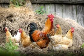 GALLINAS