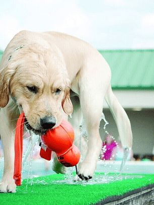 KONG Wubba Acuático juguete para perros