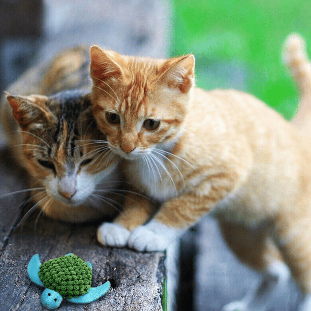 KONG Tortuga Recargable de Juguete para gatos 2