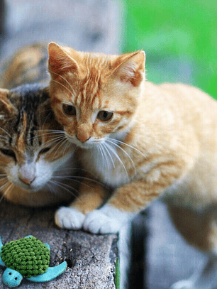 KONG Tortuga Recargable de Juguete para gatos