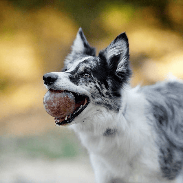 Juguete para perros Retorn Rub Strong Ball Large 3