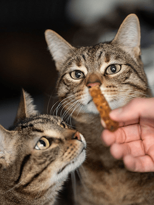 Retorn Rub Pollo Dental Stick para GATITOS SMALL 1x1