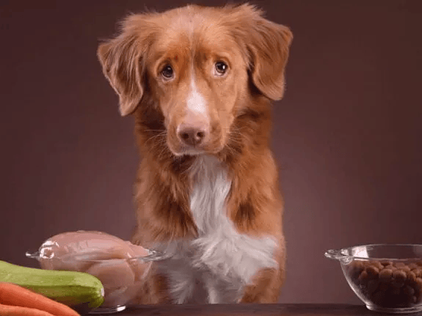 ¿Dieta BARF o comida convencional para perros?