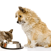 ¿Es mala la comida de gatos para perros?