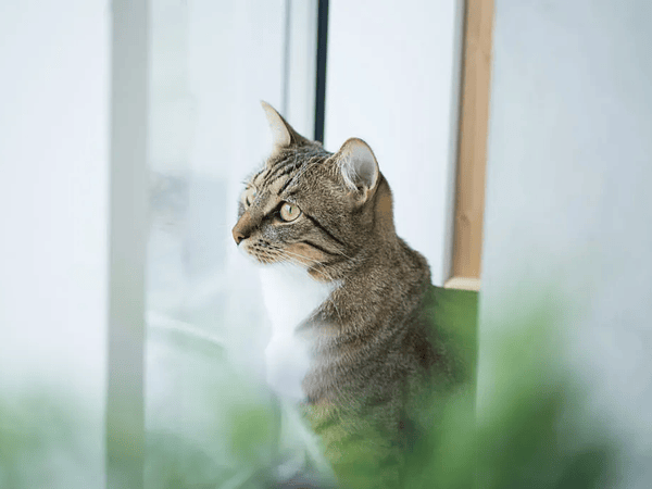 Catnip o menta para gatos