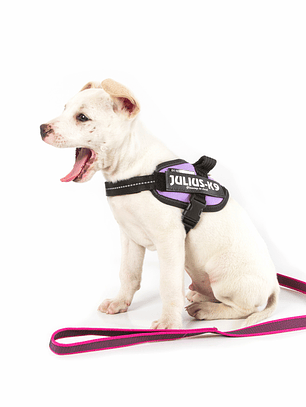 Correa julius k9 color gray con asa rosa