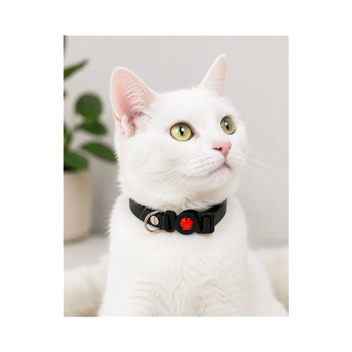 Collar Para Gatos Anti Ahorque Diseño Negro Charol 20-32 cm YYL103888 3