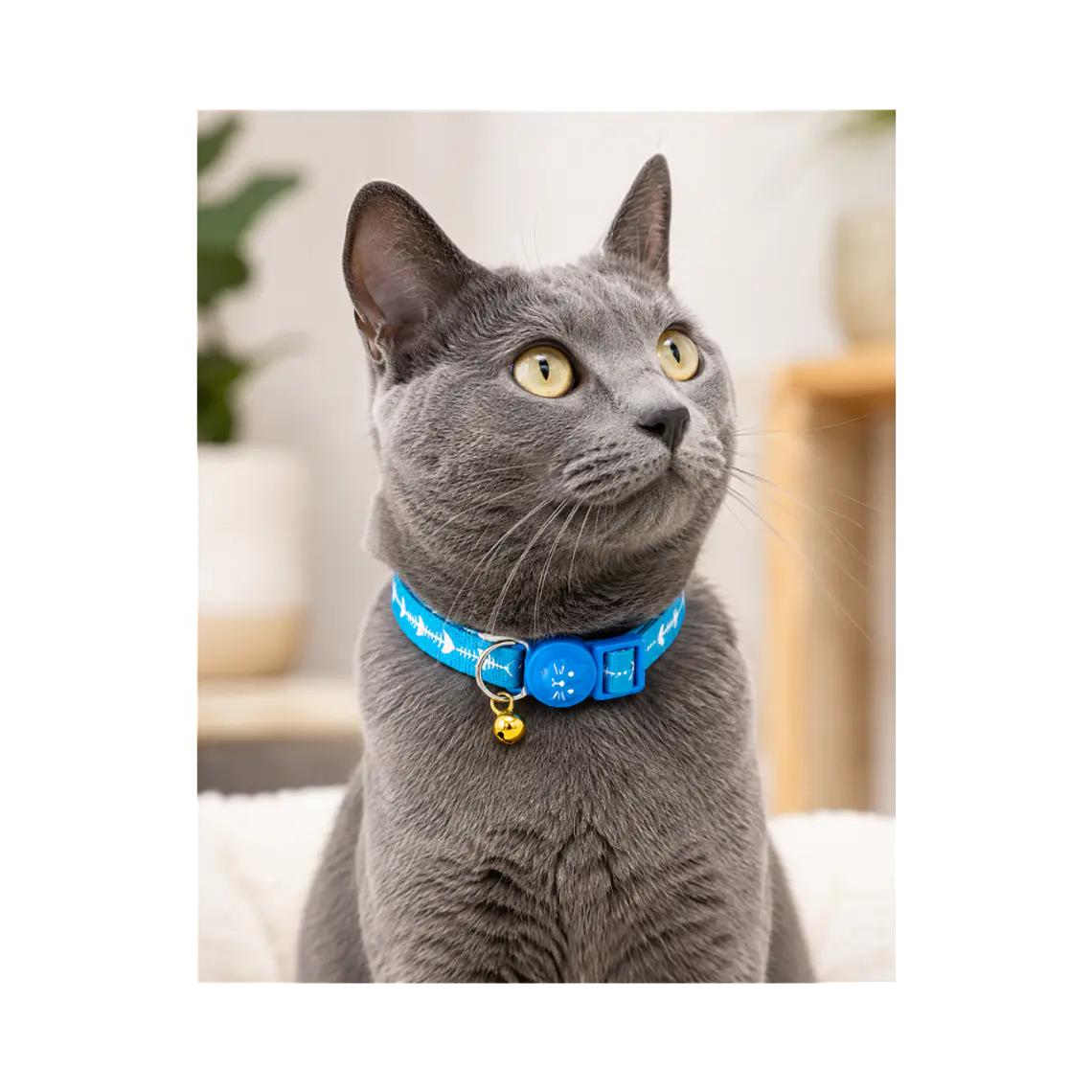 Collar Para Gatos Anti Ahorque Diseño Celeste 20-32 cm YL103899 3