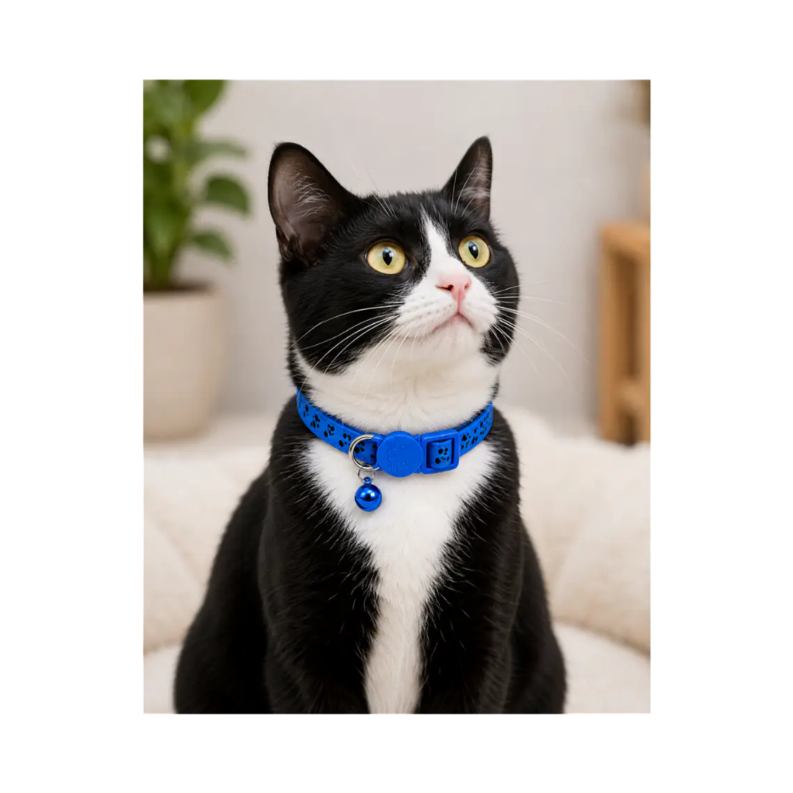 Collar Para Gatos Anti Ahorque Colores Surtidos - KX1003 2