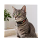 Collar Para Gatos Anti Ahorque Diseño Galaxia 18-28 cm - VM025 - Miniatura 2