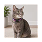 Collar Para Gatos Anti Ahorque Diseño Flor 18-28 cm - VM019 - Miniatura 2