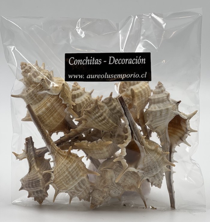 CONCHITAS DECO