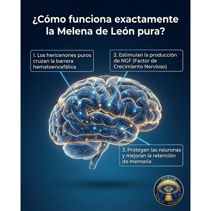 Pack Promocional - 2 Tarros de melena de leon x 60 Capsulas c/u - 120 capsulas en total 11