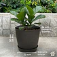 Macetero Stone 32cm Exterior Interior Jardín Estilo Piedra - Miniatura 4