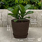 Macetero Stone 24cm Exterior Interior Jardín Estilo Piedra - Miniatura 4