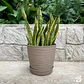 Macetero Stone 24cm Exterior Interior Jardín Estilo Piedra - Miniatura 20