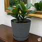 Macetero Stone 24cm Exterior Interior Jardín Estilo Piedra - Miniatura 26