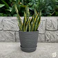 Macetero Stone 24cm Exterior Interior Jardín Estilo Piedra - Miniatura 30