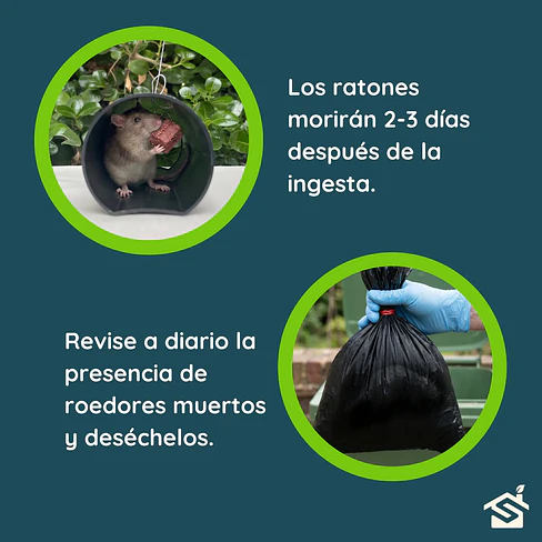 Trampa Ratón Kit Veneno Rastop 100g. + 10 Tubos + Guantes 9