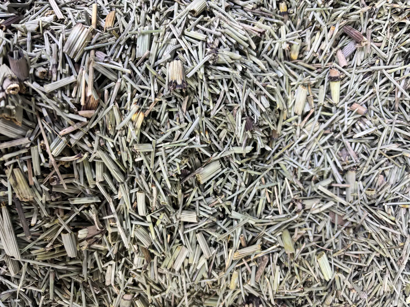 Te acercamos al Patrimonio Herbal Chileno