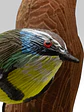 Ave Siete Colores con Colgador de Madera - Miniatura 2