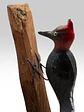 Carpintero Cabeza Roja con Colgador de Madera - Miniatura 1