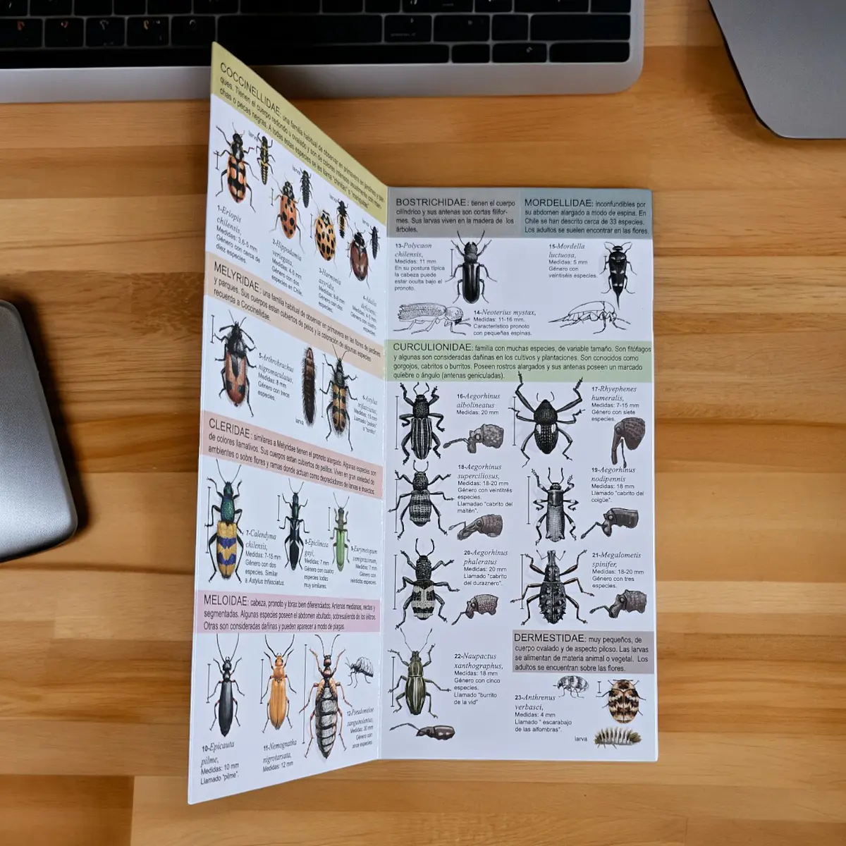 Guía de Bolsillo Coleópteros de Chile (Clase Insecta)