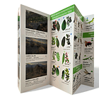 Guia Aves y Bosques de Santiago - Fauna y Flora 3