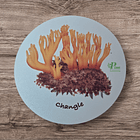 Posavasos de Madera Hongos de Chile  6