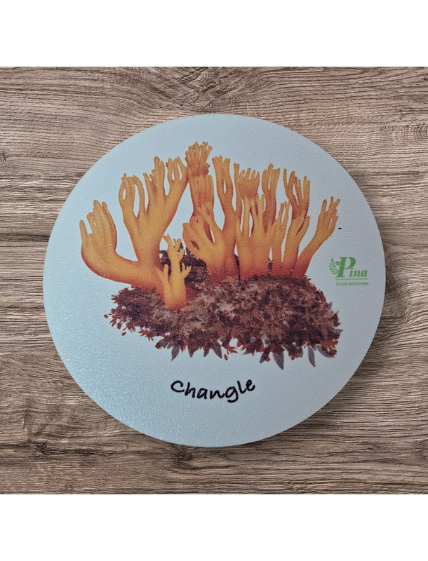 Posavasos de Madera Hongos de Chile  6