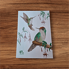 Postal Picaflor Chico  1