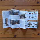 Guia de campo Cuevas del Milodón -Megamamiferos, fauna y humanos 4