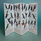 Guía 100 Picaflores más hermosos del mundo 2