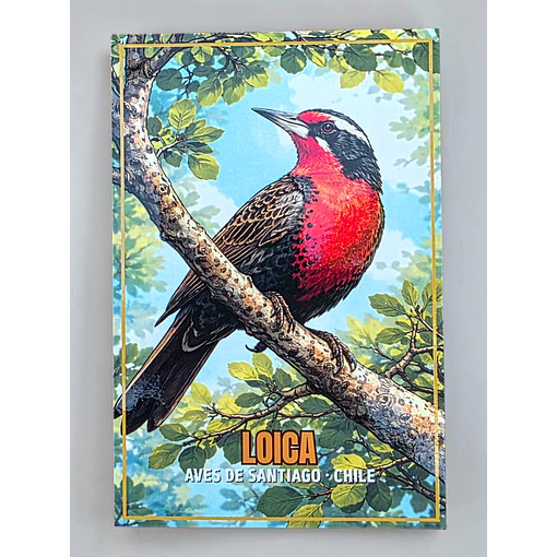 Postal con Lacado Loica - Aves de Santiago