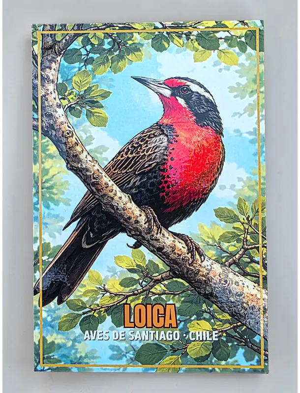 Postal con Lacado Loica - Aves de Santiago