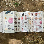 Guía de Bolsillo Funga del Sur - Hongos Zona Sur Chile 2