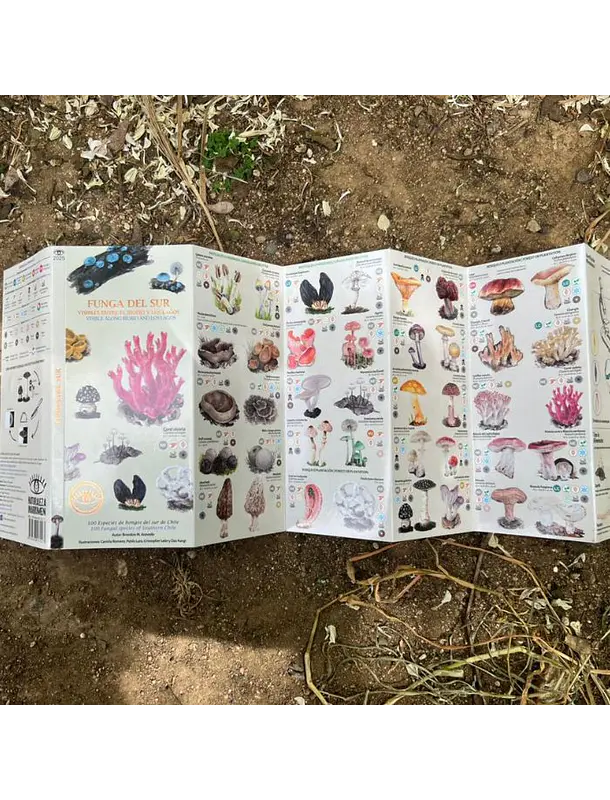 Guía de Bolsillo Funga del Sur - Hongos Zona Sur Chile 2
