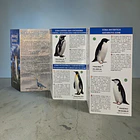 Guía Pingüinos de Chile  2