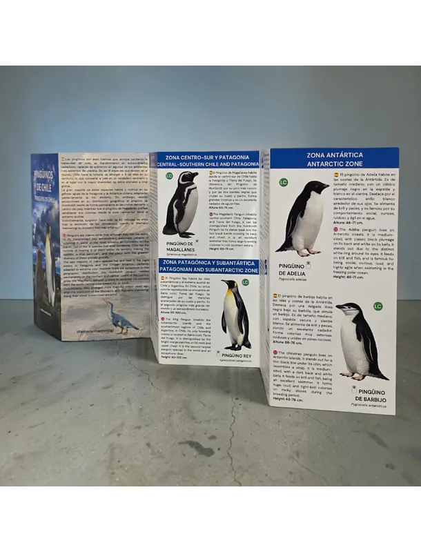Guía Pingüinos de Chile  2