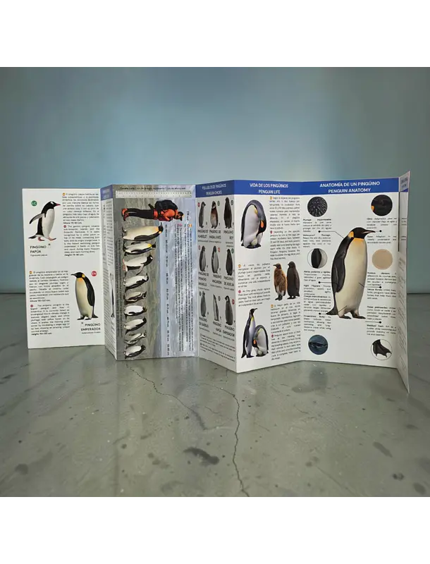 Guía Pingüinos de Chile  3