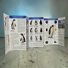 Guía Pingüinos de Chile  4