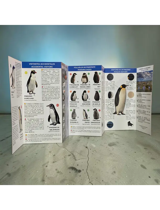 Guía Pingüinos de Chile  4
