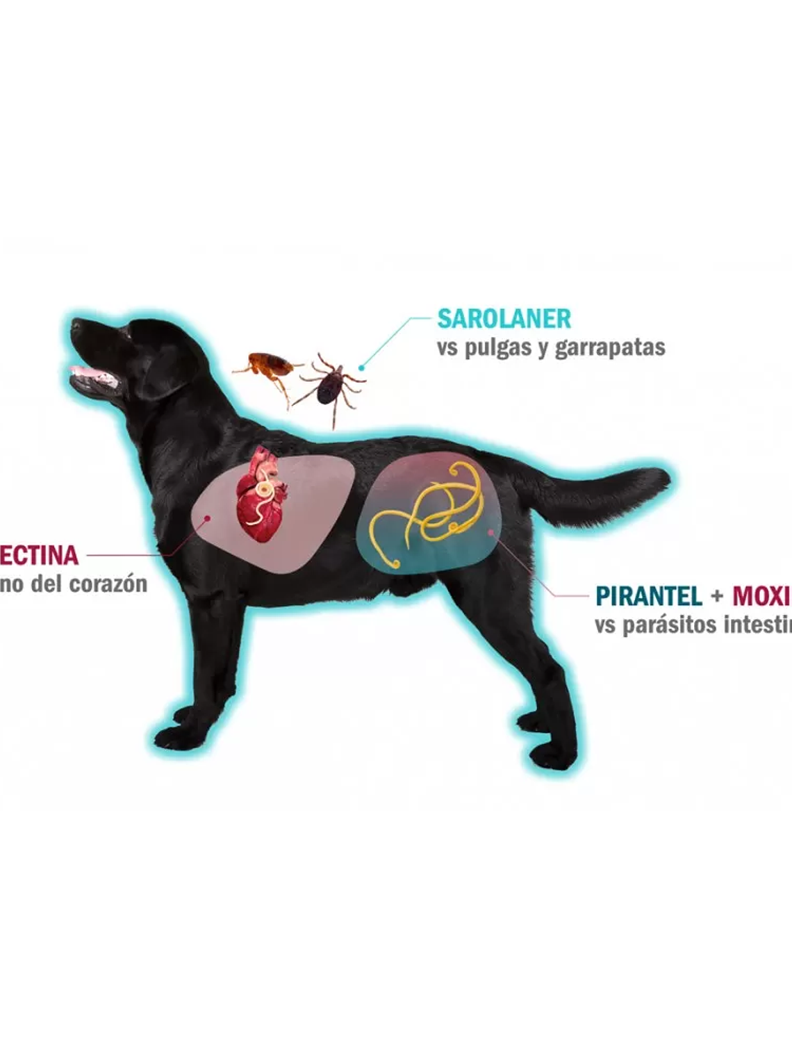 SIMPARICA TRIO PERRO PARA 10 a 20 KG 1 COMP 2